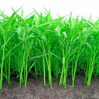 ราคา ผักบุ้งจีน ถูกที่สุด 10 บ เมล็ดพันธุ์ผักบุ้งจีน 100เมล็ด เมล็ดผักบุ้งจีน ปลูกง่าย โตไว (19104478162)