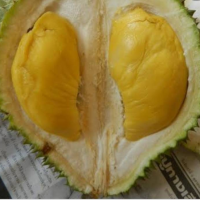 ราคา ต้นทุเรียนมูซานคิง มูซังคิง พันธุ์แท้ เสียบยอด ราชาแห่งทุเรียน ต้นสูง 60เซน 1ต้ (1840668551)