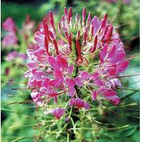 ราคา เมล็ดดอก เสี้ยนฝรั่ง Cleome คละสี 45 เมล็ด ซองละ 29 บาท เสี้ยนฝรั่งต้นสูง ช่อดอกมีขนาดใหญ่ (18677888556)