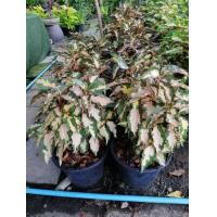 ราคา ต้นสามกษัตริย์ ใบทอง เงิน นาค ส่งทั้งกระถาง 11 นิ้ว ไม้ประดับบ้าน ไม้มงคล (9472926762)