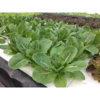 ราคา เมล็ดผักสลัดกรีนคอสผักกาดคอส Cos Lettuce บรรจุ200เมล็ด (10273691026)