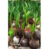 ราคา ต้นมะพร้าว น้ำหอม 1 หน่อ อ่างทอง พันธุ์เตี้ย น้ำหวาน เนื้อหนา ผลใหญ่ ติดลูกเร็ว (9126245702)