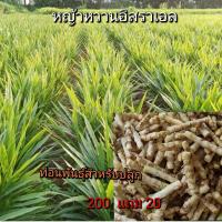 ราคา หญ้าหวานปลูก ท่อนพันธุ์หญ้าหวานสำหรับปลูก หญ้าหวาน200ท่อน หญ้าหวานอิสราเอล หญ้าเลี้ยงเต่า กระต่าย หญ้าอิสราเอลปลูกเลี้ยงวัวควาย (19568620121)