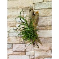 ราคา ทิลแลนเซีย ติดขอนไม้ สับปะรดสีรากอากาศ ติดขอนไม้ พร้อมแขวน (20673067430)