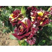 ราคา 28 เมล็ด เมล็ดพันธุ์ กุหลาบ สตาร์แอนด์สไตร้พส์ Tiger Striped Rose Seeds สี แดง เหลือง ดอกใหญ่ นำเข้าจากต่างประเทศ พร้อมคู่มือ เมล็ดสด ใหม่ (9107860513)