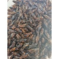ราคา จิ้งหรีดคัดไข่ ล้วน แพ็คละ1 กก เป็นจิ้งหรีดเลี้ยง แล้วนำมาน็อคต้ม คัดตัวไข่ นำมาแช่แข็ง ตัวสด สวย พร้อมนำไปประทาน (20891276582)