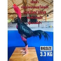 ราคา ไข่ไก่ชน ก๋อยกัดทุบ จอมสโล่หลัง เจ้าเสือคิม รับประกันเชื้อ ร้านค้าจัดส่งไว (21141685646)