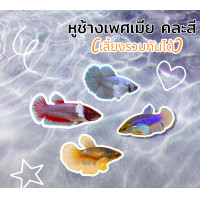 ราคา ปลากัดหูช้างเพศเมีย คละสี เลี้ยงรวมกันได้ มีรับประกันสินค้า (21006226485)