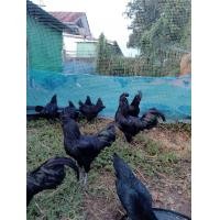 ราคา ไข่เชื้อไก่ดำอินโด Ayam Cemani รับประกันการจัดส่ง เสียหากเครมให้ใหม่ทันที สินค้าแท้รับประกัน (19705779362)