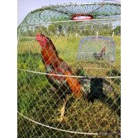 ราคา ไข่ไก่ชน ลำดีตีแม้น ตีลำตัวหนักตีหูตีตาแม้น ตีลำไหนมีนับมีน็อค (10734551106)