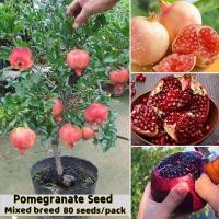 ราคา ขายเมล็ดพันธุ์ ประเทศไทยพร้อมสต็อก 80เมล็ด ทับทิมแดง เมล็ดพันธุ์ Edible Pomegranate Seeds for Planting เมล็ดพันธุ์ผลไม้ ต้นไม้หายาก ต้นไม้กินผล ต้นผลไม้บอนไซ พันธุ์ไม้ผล เมล็ดพันธุ์พืช ต้นไม้แคระ ต้น 