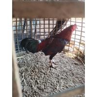 ราคา ไข่ไก่ชน พม่าตีนหน้าดี ตีหูตีตา บินดีลำแน่น ตีแม่นทุกลำ (12156250554)