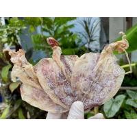 ราคา ปลาหมึกแห้งถูก 1 กิโลกรัม ปลาหมึกตากแห้ง ปลาหมึกผ่า A6 500 กรัม ตัวสวย เนื้อหวานไม่เค็ม 200 กรัม (17064056471)