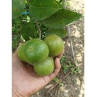 ราคา 5 ลูก มะนาวแป้น มะนาวแป้นน้ำเยอะ ปลอดสาร เก็บใหม่ทุกวัน สดจากสวน (20134046448)