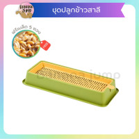 ราคา BJ Pet ชุดปลูกข้าวสาลี ออร์เเกนิค ถาดปลูกข้าวสาลี สำหรับแมว เมล็ดข้าวสาลี หญ้าแมว ข้าวสาลี สำหรับสัตว์เลี้ยง (20888313708)