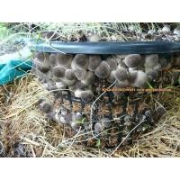 ราคา จำหน่าย ค่ะ เชื้อเห็ดฟาง ส่งและปลีก จัดส่ง EMS ส่ง ถึงบ้าน ขึ้นอยู่กับจำนวนการสั่งซื้อ เรามีอยู่ที่ อ สะเมิง จ เชียงใหม่จ้าว สอนการเพาะเห็ดให้ได้ทุกรุปแบบ ทั้งตะกร้า ฟาง ทะลายปาล์ม โรงเรือน สามารถติดต