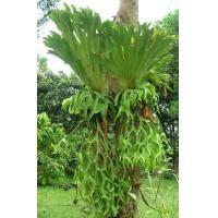 ราคา เฟิร์นชายผ้าสีดา หัวเฟิร์นชายผ้า ขนาดจัดส่งตามภาพตัวอย่าง ปกเป็นภาพตัวอย่างตอนหัวโต จัดส่ง1 ไม้ ขุนเขาการ์เด้น (21021035480)