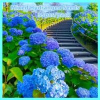 ราคา ขายเมล็ดพันธุ์ ประเทศไทยพร้อมสต็อก คละได้ 35 แคปซูล เมล็ดพันธุ์ เมล็ดไฮเดรนเยีย Mix Color Hydrangea Seeds Flower Seeds เมล็ดดอกไม้ ต้นไม้บอลสี ตกแต่งสวน ต้นไฮเดรนเยีย พันธุ์ดอกไม้ ต้นดอกไม้สวยๆ ไม้ปร 