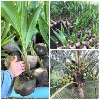 ราคา มะพร้าวพวงร้อย น้ำหอมพวงร้อย พันธุ์มะพร้าวน้ำหอมพวงร้อยของแท้ (12335705985)