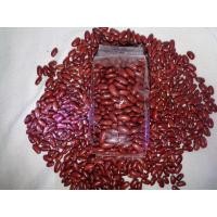 ราคา ถั่วแดงหลวง1 kg ถั่วแดงแม่ฮ่องสอน สวยใหม่ ในฤดู (450684746)