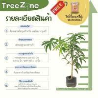 ราคา มะม่วงมันขุนศรี หรือ มะม่วงบางขุนศรี ความสูง 100 200 ซม หาทานยาก พันธุ์โบราณ รสชาติเด่น 3 รสหวานมันเปรี้ยว เกรดพรีเมียม ประกันพันธุ์แท้100 (14313140207)