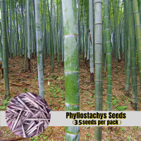 ราคา ขายเมล็ดพันธุ์ ประเทศไทยพร้อมสต็อก 35เมล็ด เมล็ดพันธุ์ไผ่โมโซ Moso Bamboo Phyllostachys Seeds เมล็ดไผ่ ไผ่โมโซ ต้นไม้ประดับ ไม้ประดับ ต้นไม้จิ๋วมงคล เมล็ดดอกไม้ เมล็ดพันธุ์บอนสี ไม้ประดับ Plants ต้นไ 