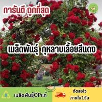 ราคา ถูกที่สุด เมล็ดพันธุ์ดอกกุหลาบเลื้อยสีแดง (18826745489)