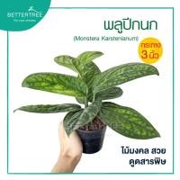 ราคา พลูปีกนก กระถาง 3 นิ้ว ต้นไม้ฟอกอากาศ ต้นไม้ พลูด่าง (21028622874)