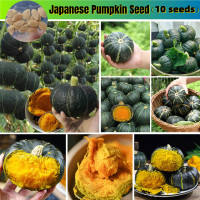 ราคา การงอกอย่างรวดเร็ว ขี้ผึ้งหวานที่ให้ผลผลิตสูง 10 เม็ดJapanese Pumpkin Seed พืชเมล็ดฟักทองขนาดเล็ก เมล็ดฟักทองอินทรีย์ รายการสินค้าที่เกี่ยวข้อง เมล็ดพืชเมล็ดฟักทองเกาลัด เมล็ดพืชฟักทองสำหรับสวน เมล็ด 