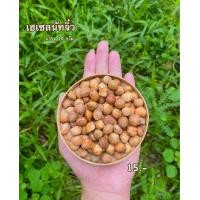 ราคา ขนมกระรอก เฮเซลนัทจิ๋ว อาหารเสริมสำหรับกระรอก กระแต แฮมเตอร์ ดอร์เม้าส์ (20763906047)