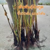 ราคา ต้นผักกูด ต้นพันธุ์ผักกูด จากเขาคราม จ พัทลุง รับประกันปลูกติดทุกต้น 50ต้น แถม 5ต้น (17435269020)