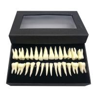 ราคา แบบจำลองฟันปลอมแบบสมบูรณ์แบบฟันแท้แบบ Monochromatic และแบบจำลองรากฟันจำลอง (18190789762)
