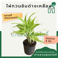ราคา ต้นไผ่กวนอิมใบด่างขาว ใบด่างทอง (12439811398)
