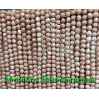 ราคา ไส้กรอกอีสาน ไส้กรอกน้อย หมูวุ้นเส้น (10882800904)