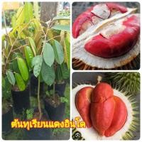ราคา ต้นทุเรียนแดงอินโด เสียบยอด ลำต้นแข็งแรง ทนต่อโรคสูง ต้นสูง65 75 เซน 1ต้น (19942941616)