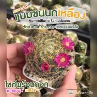 ราคา แมมขนนกเหลือง คละดอกสี ไม้เมล็ด ไซค์ 4เซนขึ้นไป Mammillaria Schiedeana แมมขน ขนนกเหลือง จัดส่งทั้งกระถาง (12266207968)