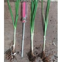 ราคา กุยช่าย 10 ต้น กล้ากุยช่าย (20697710638)