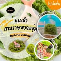 ราคา สาหร่ายพวงองุ่น 1 กิโล พร้อมน้ำจิ้มซีฟู๊ด 1 ขวด สดจากฟาร์ม ได้รับของเสียโปรดแจ้ง (20376683219)
