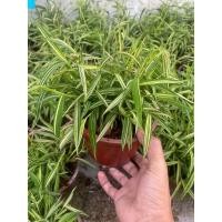 ราคา ต้นไผ่เงิน ไผ่แมว กระถาง 6 8 11 นิ้ว กระถางดำ (21305609514)