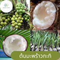 ราคา มะพร้าวกะทิ ต้นมะพร้าวกะทิ ข้าวหนานุ่มมาก น้ำหวาน ต้นจากเมล็ดสูง 50 70ซม (21209167712)
