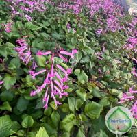 ราคา อาจูก้า สีชมพู หรือม่วงมณี กระถาง 5 5 นิ้ว ส่งต้นติดดอก ปลูกรำไร (7699090208)