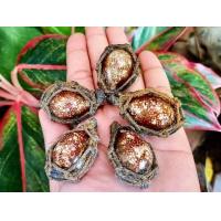 ราคา เบี้ยแก้ หลวงพ่อพัฒน์ วัดห้วยด้วน จังหวัดนครสวรรค์ หลังฝังตะกรุด ผ่านพิธีพุทธาพิเษก (21123430560)