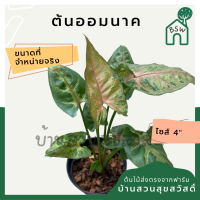 ราคา ออมนาค ต้นออมนาค กระถาง 4 นิ้ว syngonium สีสวยหวาน (14557317235)