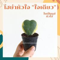 ราคา ต้นโฮย่าหัวใจใบเดียว ใบด่างนอก Hoya kerrii (3594622047)