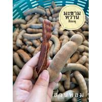 ราคา มะขามหวานสีชมพู 1kg เปรี้ยวอมหวาน มะขามใหม่ปี 67 ต้นฤดู พร้อมส่งตรงจากสวน (12463255993)