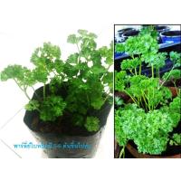 ราคา พาร์สลี่ย์ Parsley ต้นพันธ์ุพาร์สลี่ย์ 4 5 ต้น แยกปลูกได้ (4240808333)