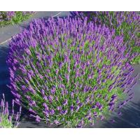ราคา เมล็ดดอกลาเวนเดอร์50เมล็ด (17339739341)