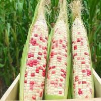 ราคา รวมเมล็ดพันธุ์ข้าวโพด เมล็ดพันธุ์ข้าวโพด ข้าวโพดหวาน ข้าวโพดเทียนรวม ข้าวโพดข้าวเหนียวดำ นิลสยาม หวานละไม 30 35 เมล็ดต่อซอง (21036867360)