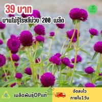 ราคา เมล็ดพันธุ์ดอกบานไม่รู้โรย สีม่วงล้วน บรรจุ 200 เมล็ด (21101969286)