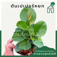 ราคา ต้นเปเปอร์หยก กระถาง 4 นิ้ว พร้อมกระถาง (12823902462)